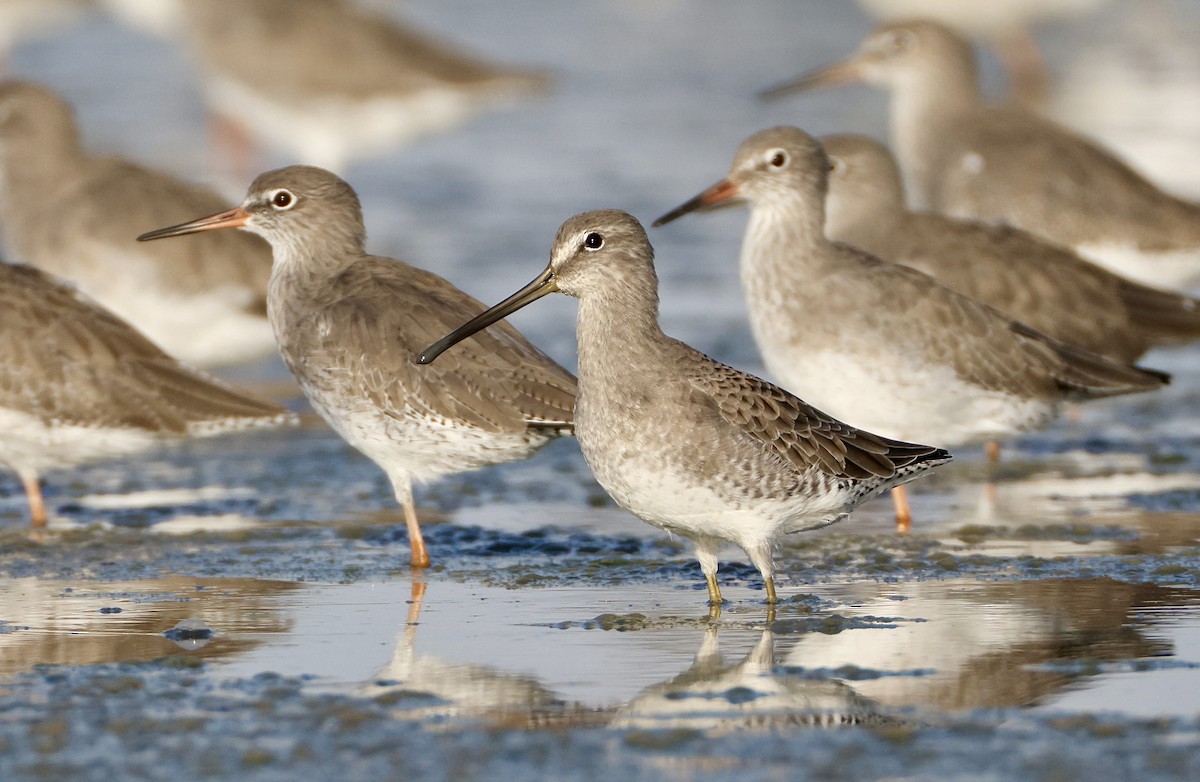 Long-billed Dowitcher - ML643245644