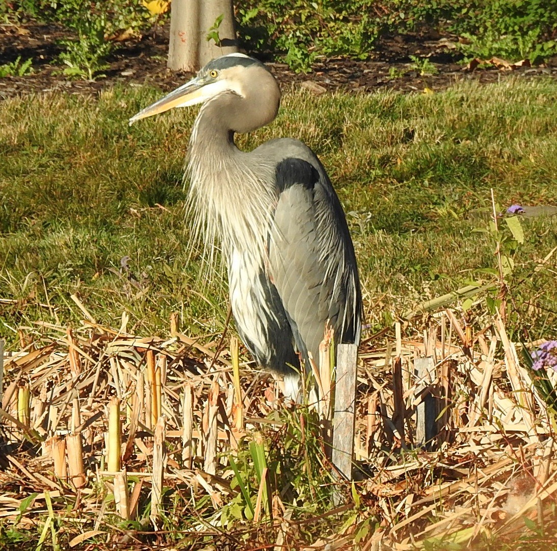 Great Blue Heron - ML643245656