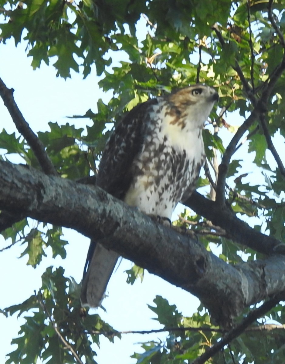 Red-tailed Hawk - ML643245682