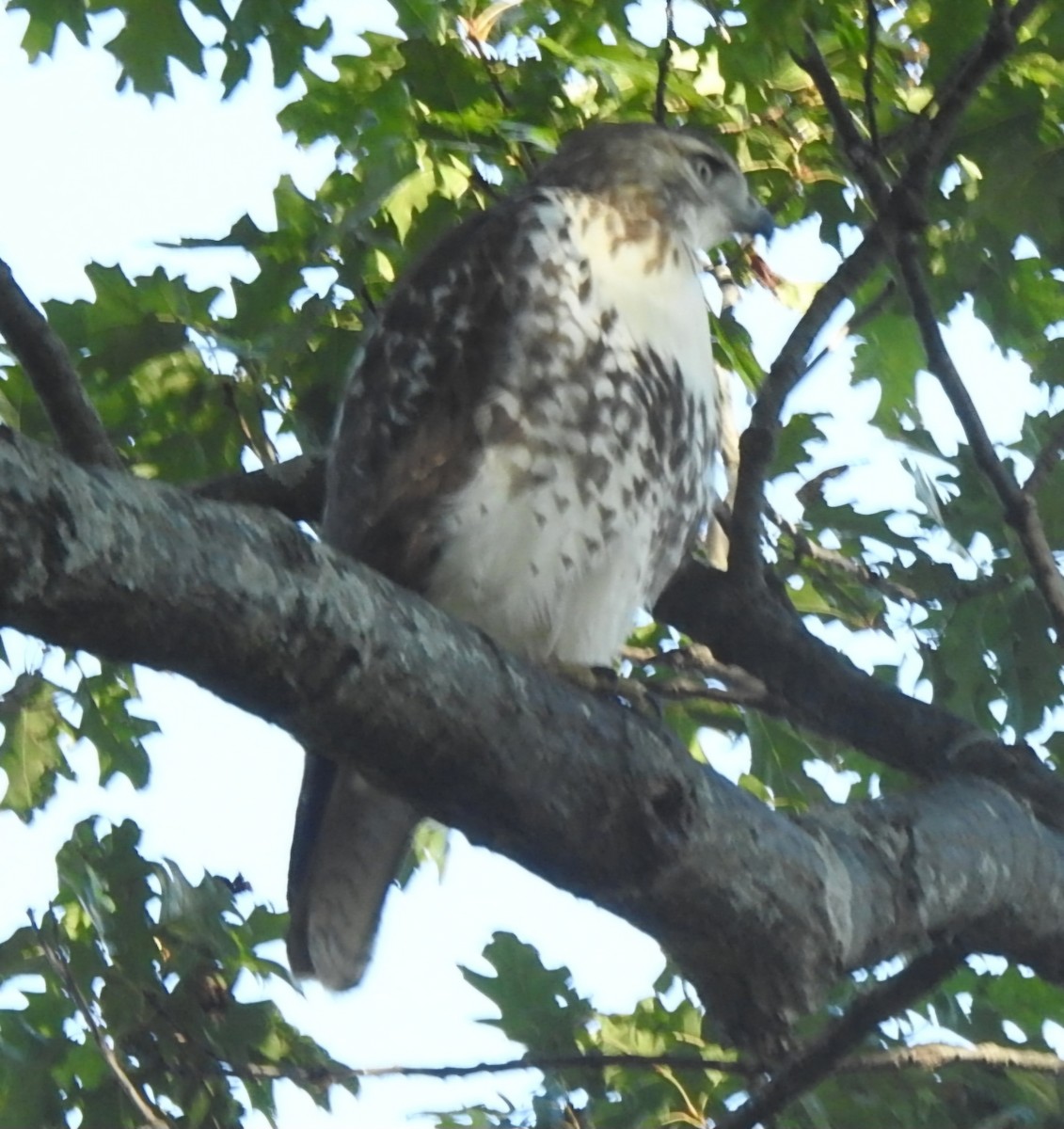Red-tailed Hawk - ML643245683