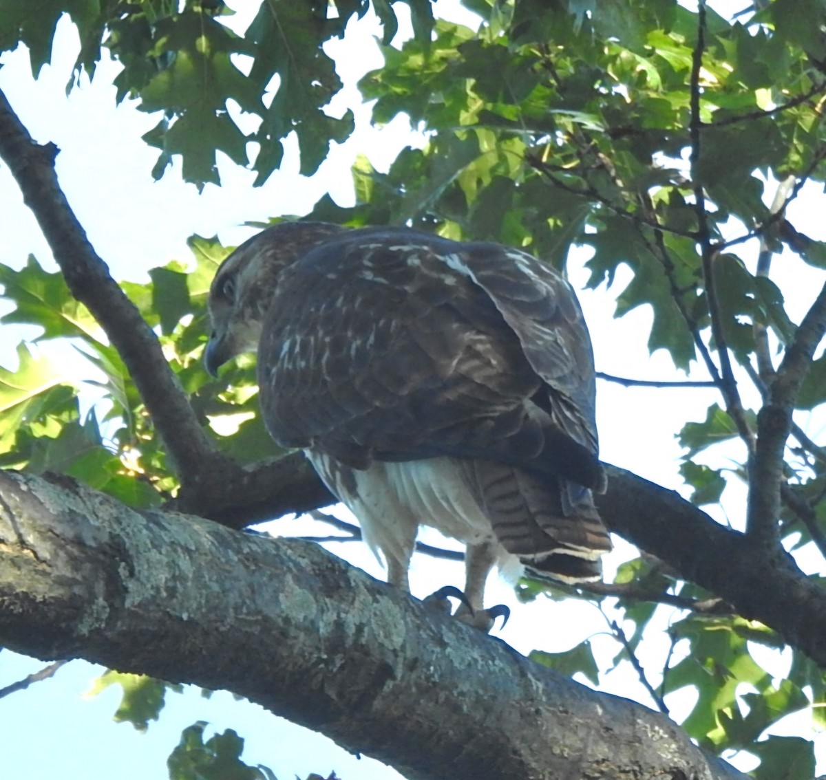 Red-tailed Hawk - ML643245684
