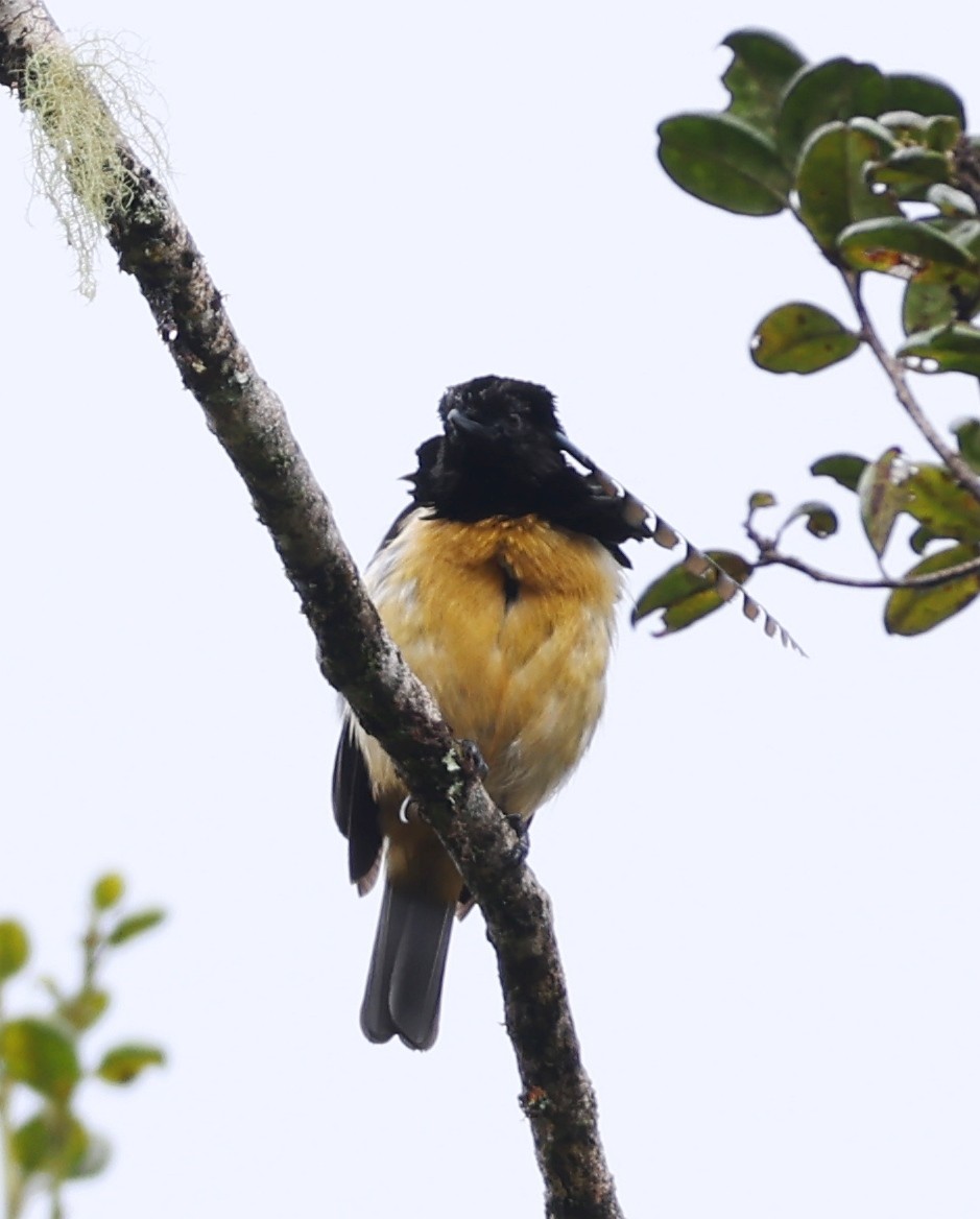 King-of-Saxony Bird-of-Paradise - ML643245687