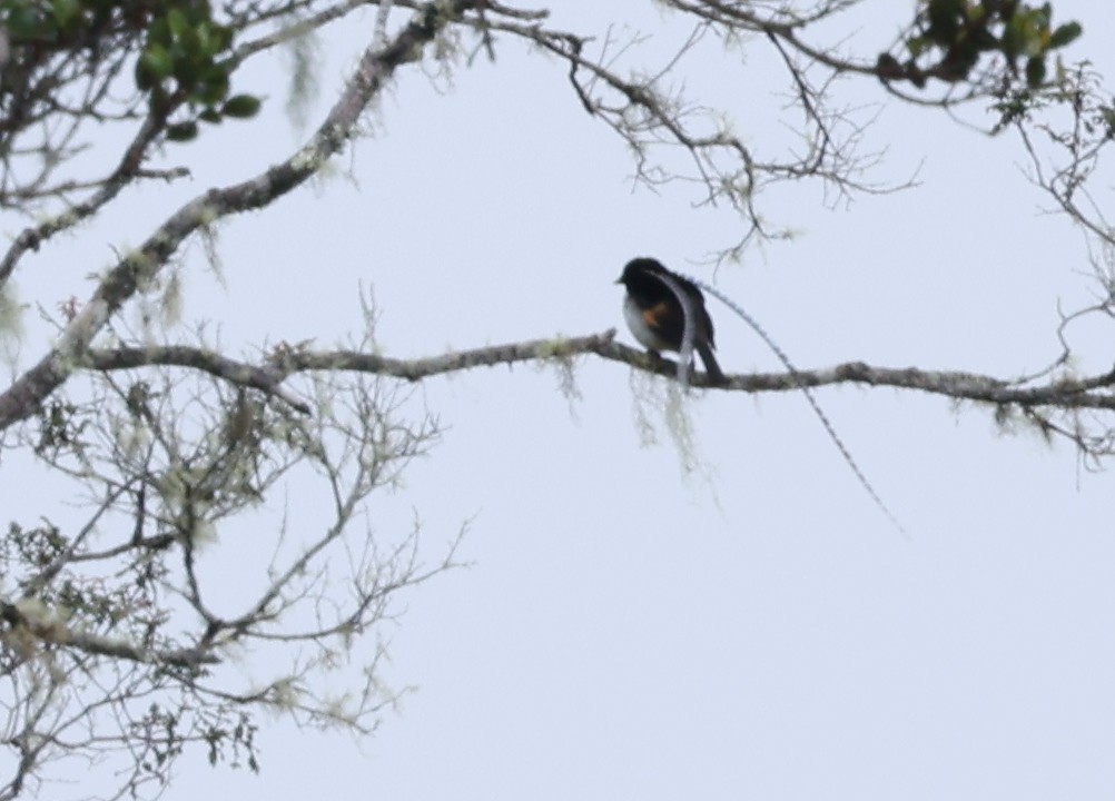 King-of-Saxony Bird-of-Paradise - ML643245688