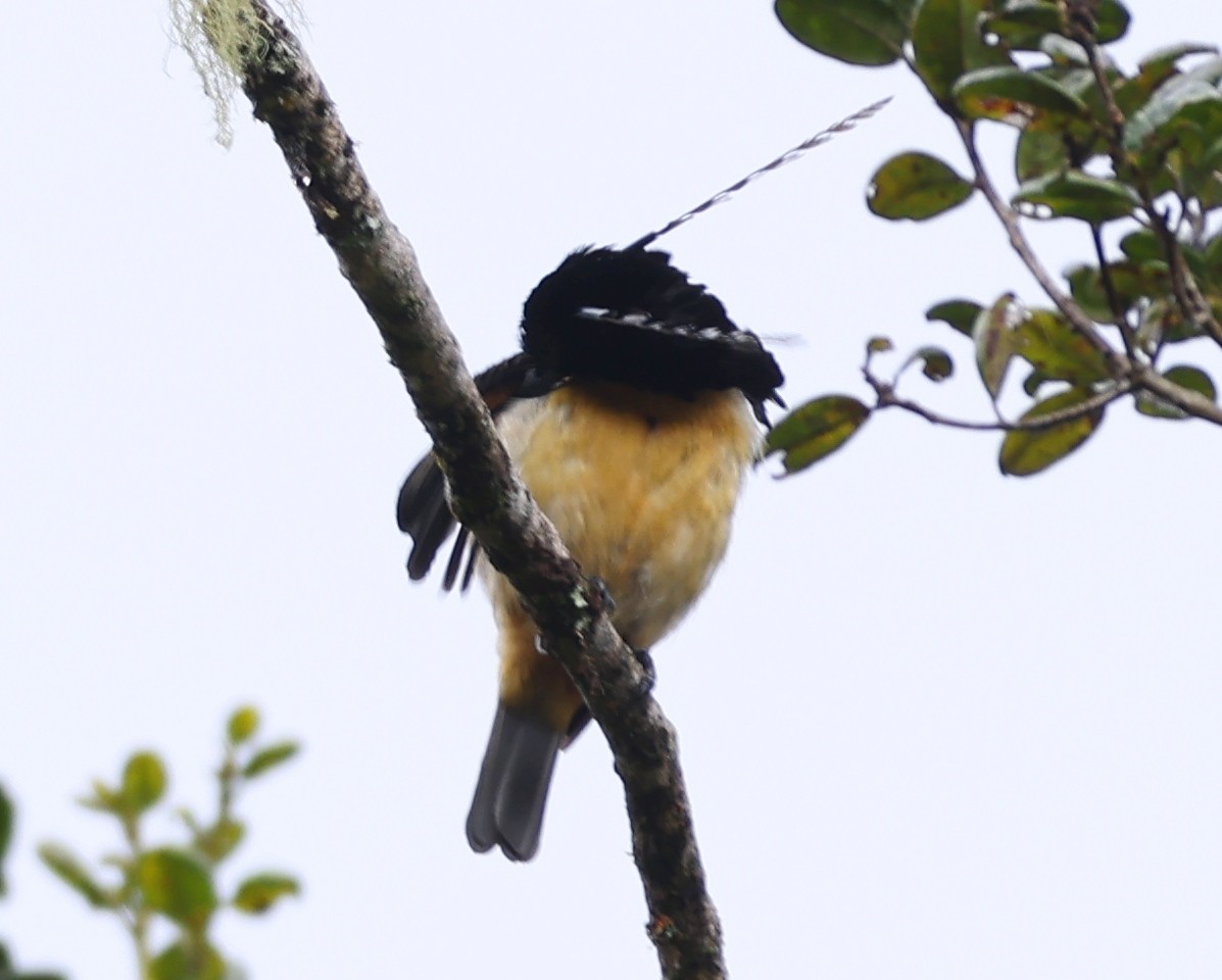 King-of-Saxony Bird-of-Paradise - ML643245689