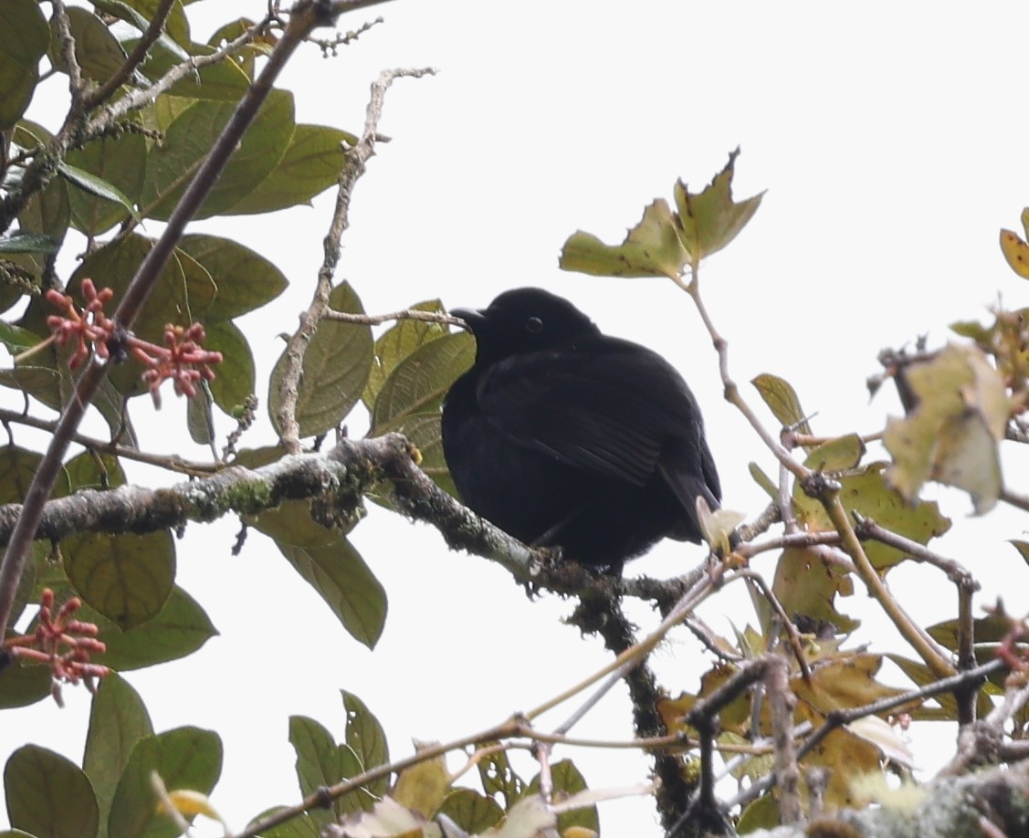 Loria's Satinbird - ML643245727