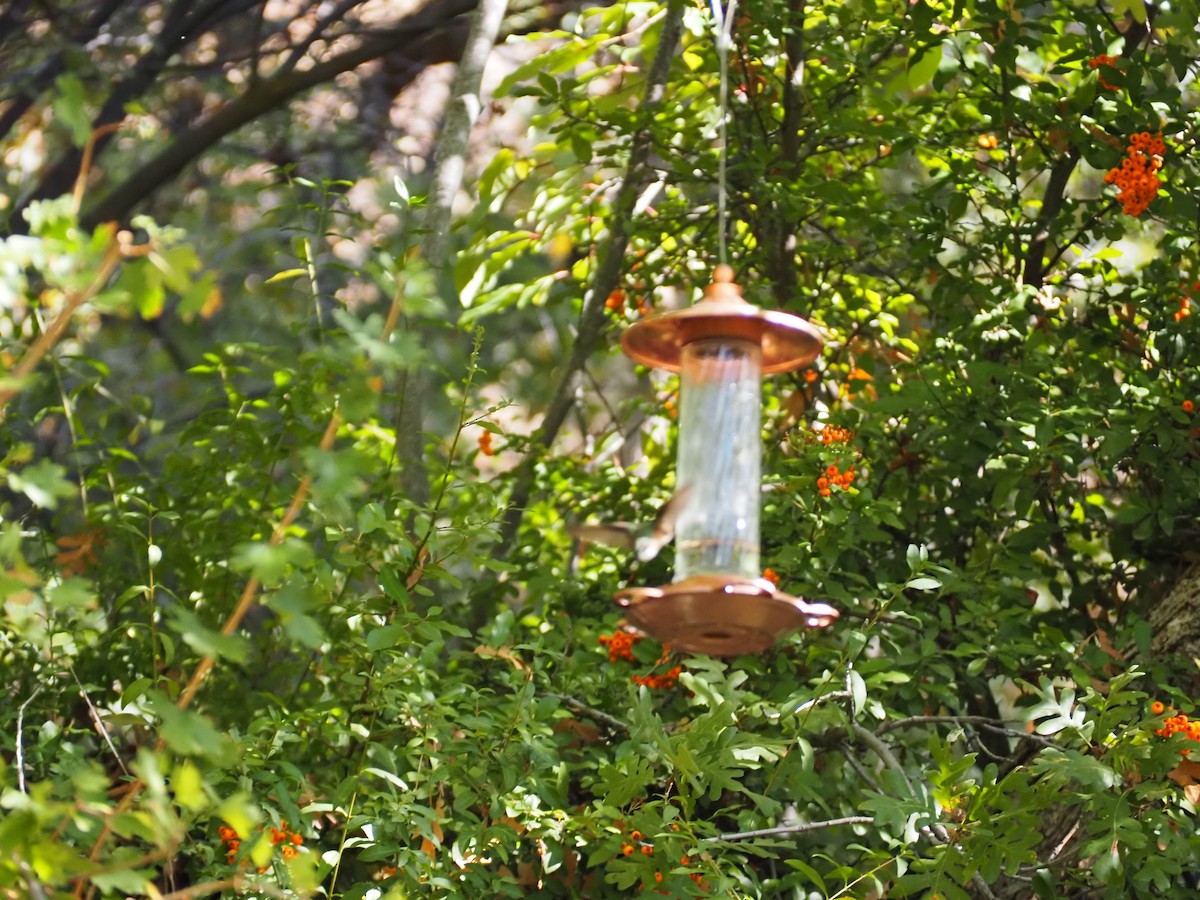 Broad-tailed Hummingbird - ML643245741
