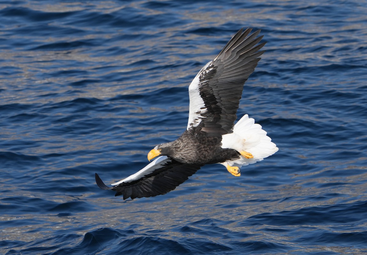 kjempehavørn - ML643245747