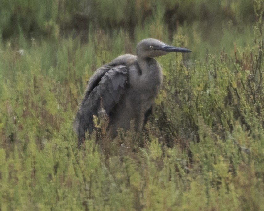 Reddish Egret - ML643245749
