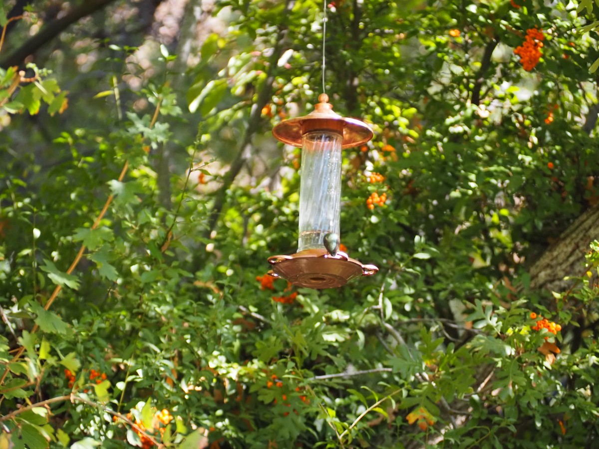 Broad-tailed Hummingbird - ML643245764