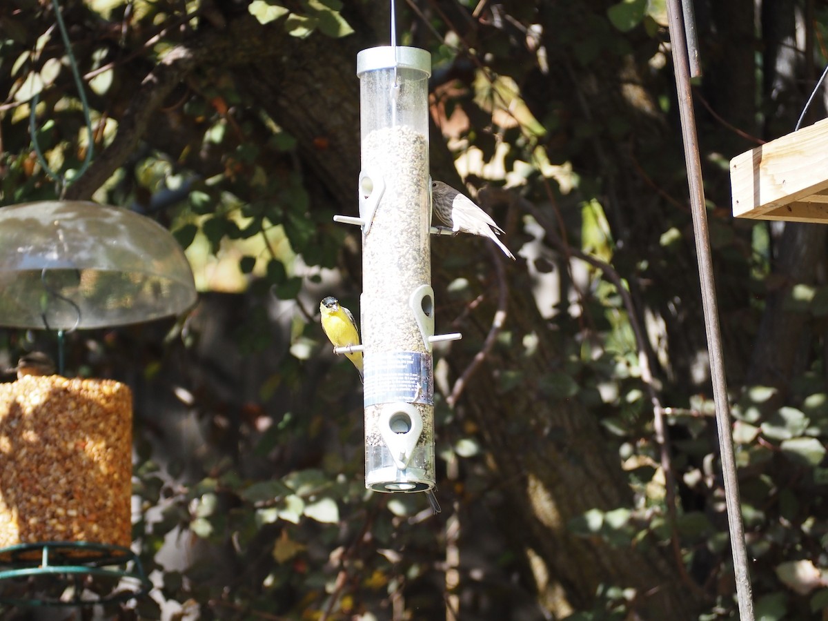 Lesser Goldfinch - ML643245781