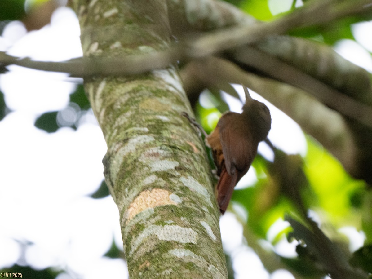 Plain-winged Woodcreeper - ML643245786