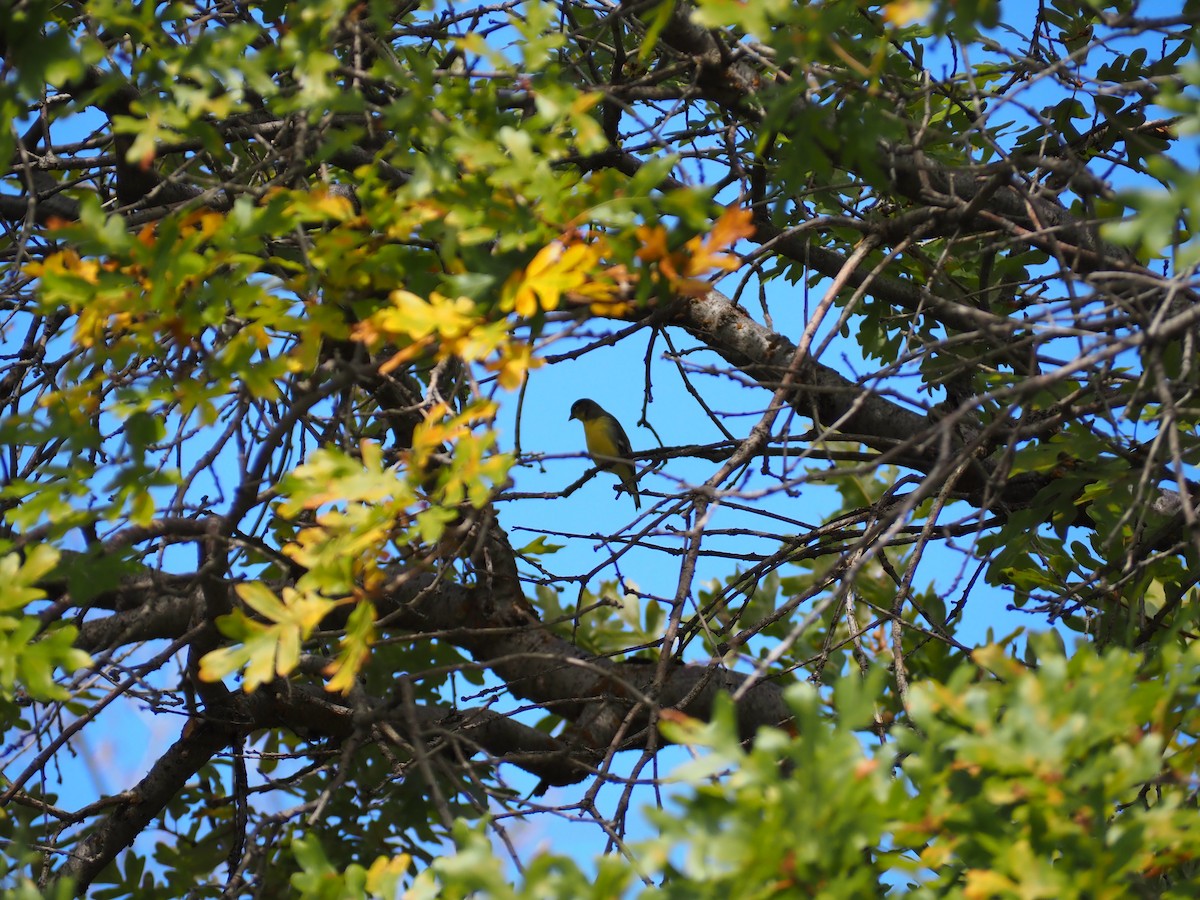 Lesser Goldfinch - ML643245788