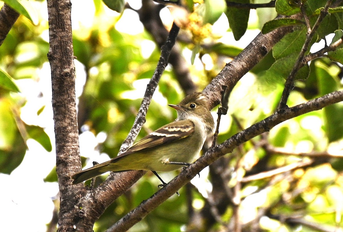White-crested Elaenia - ML643245789