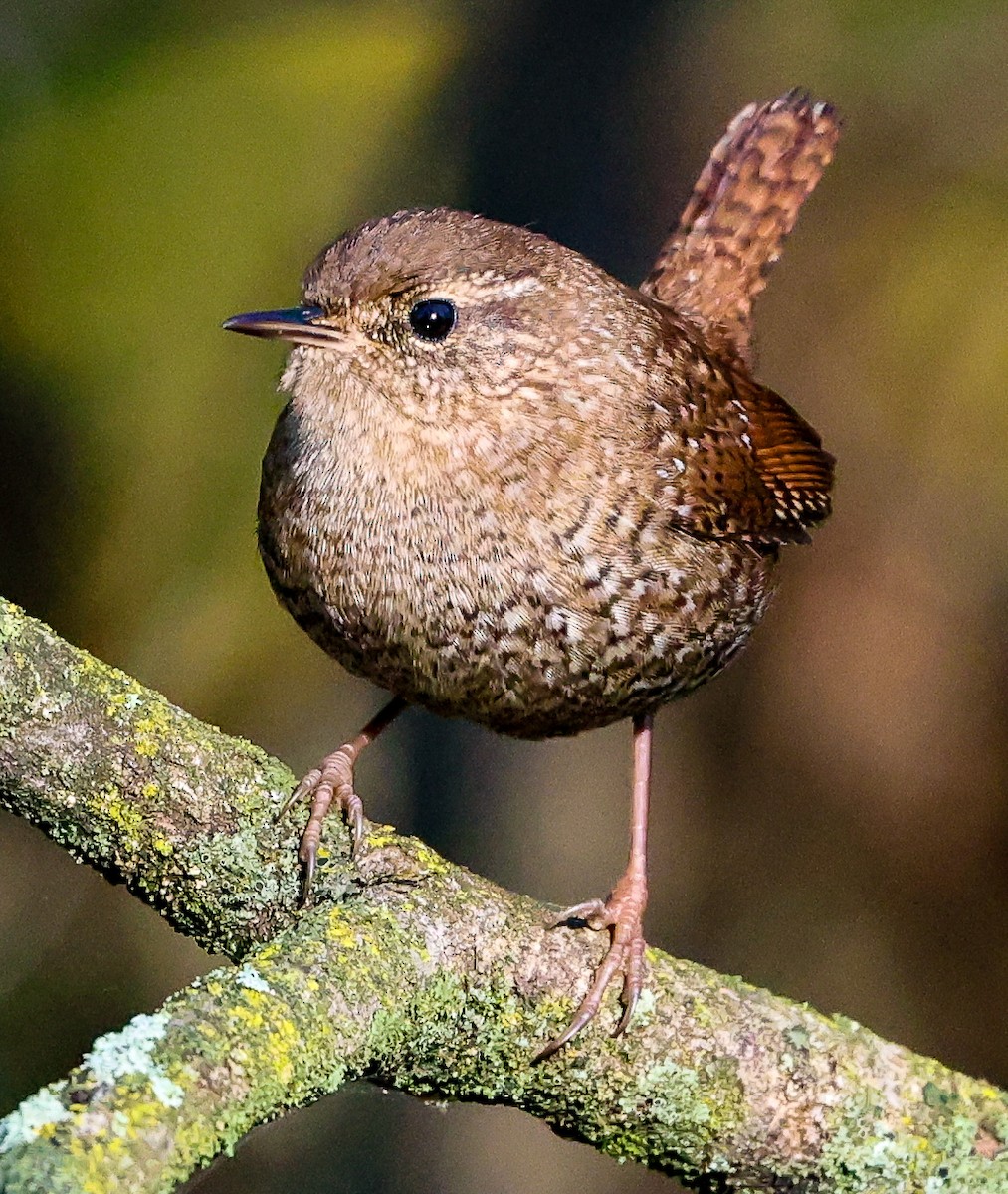 Troglodyte des forêts - ML643245837