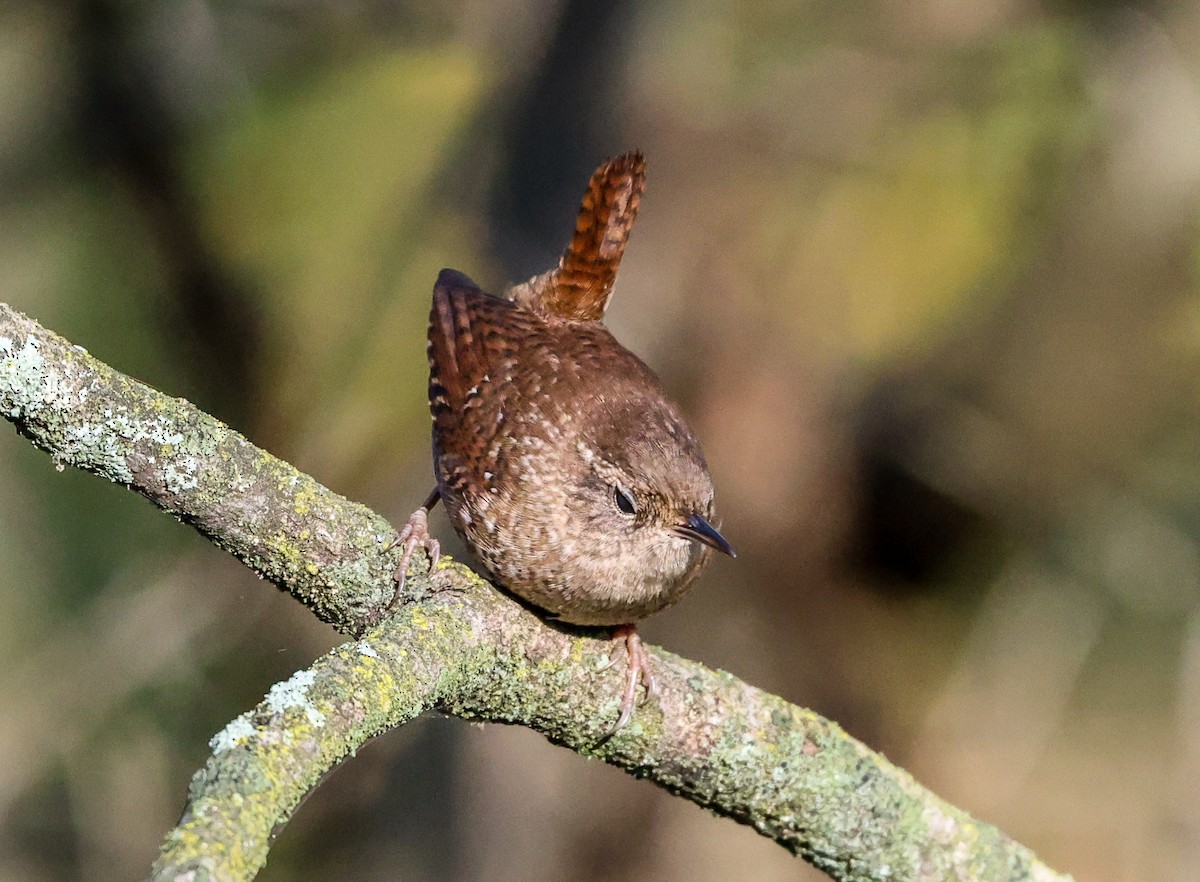 Troglodyte des forêts - ML643245841