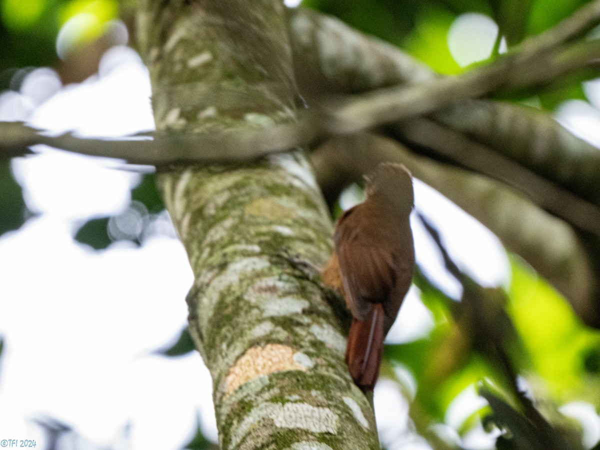 Plain-winged Woodcreeper - ML643245848