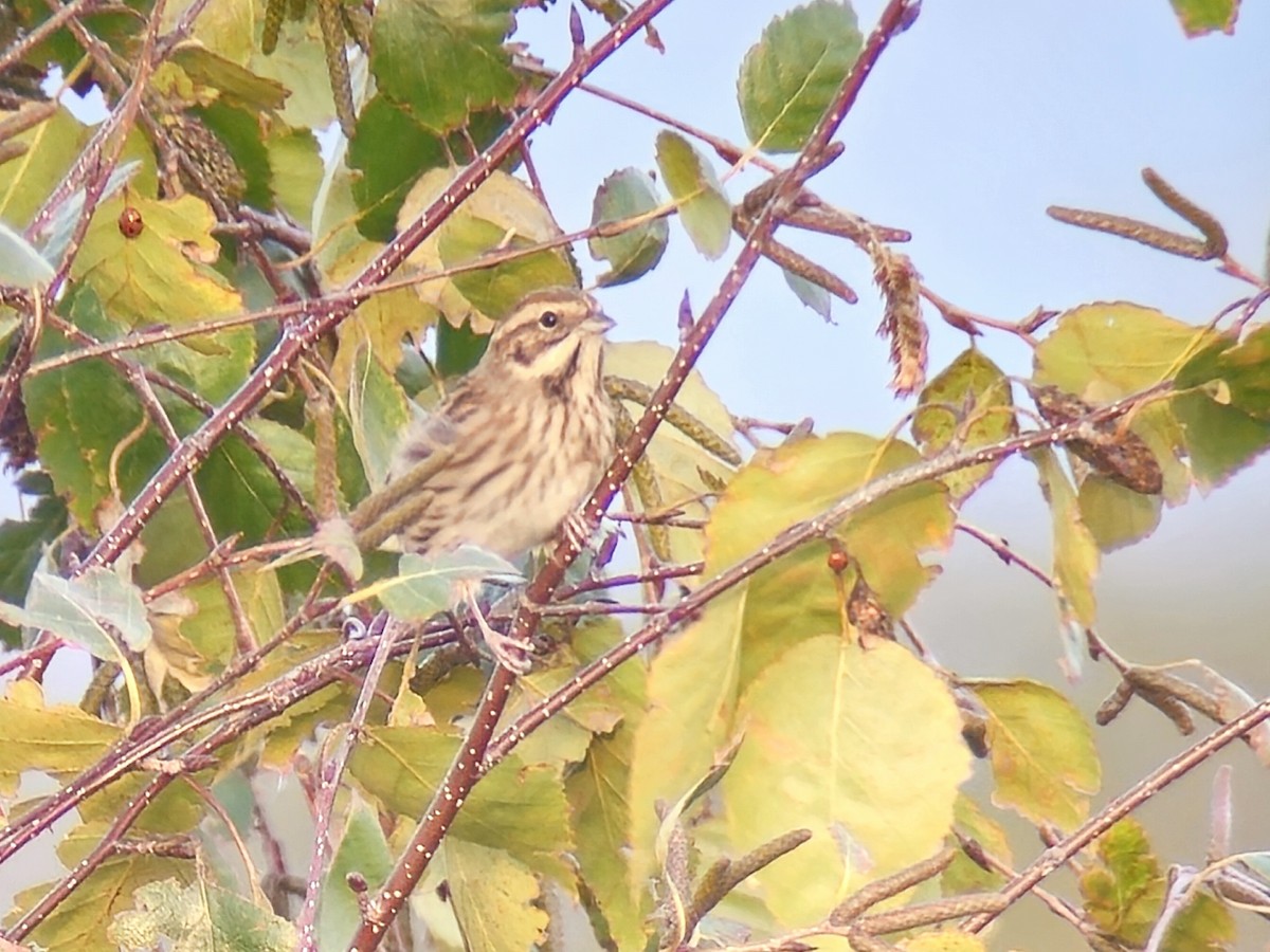 Reed Bunting - ML643245853