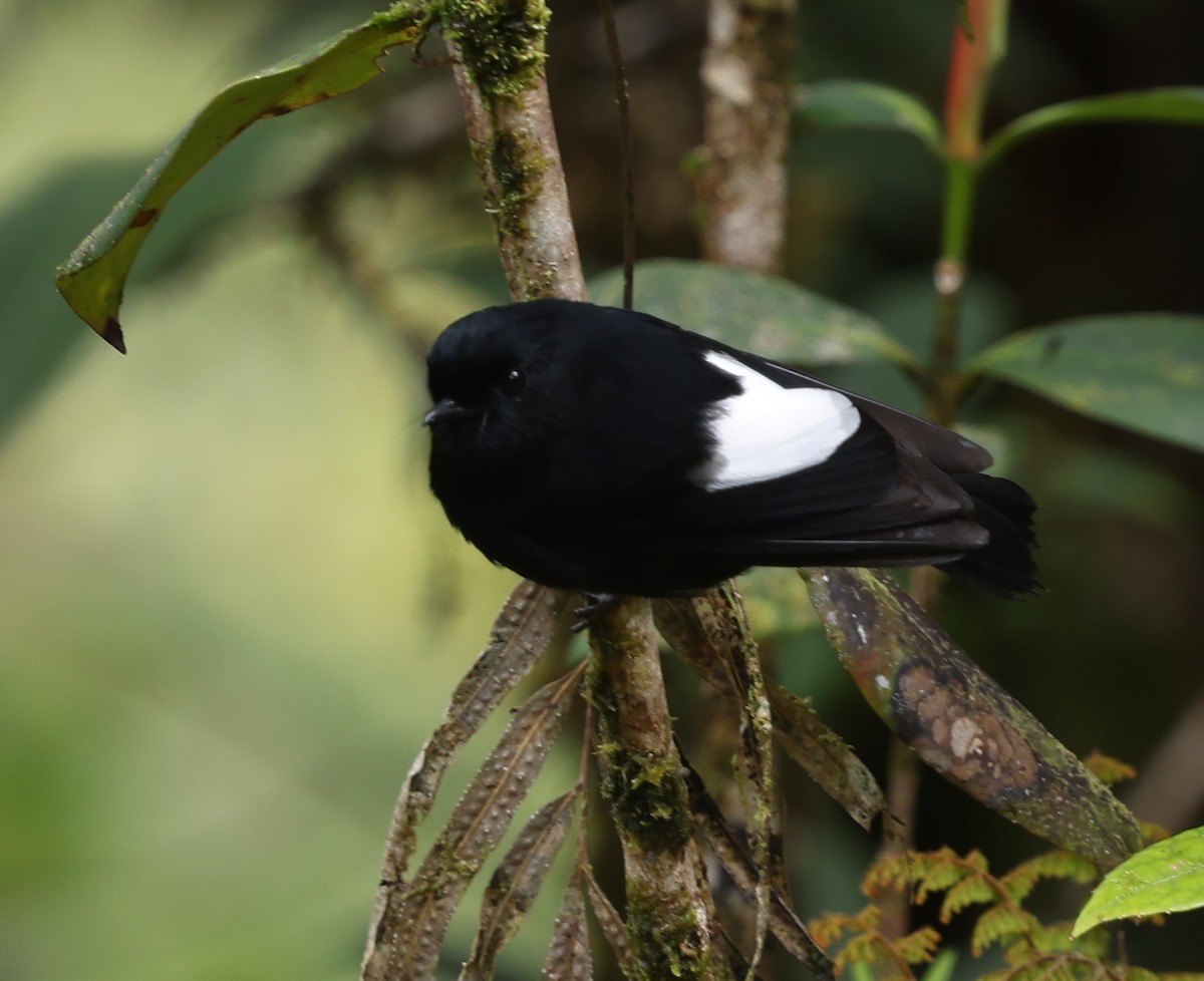 White-winged Robin - ML643245863
