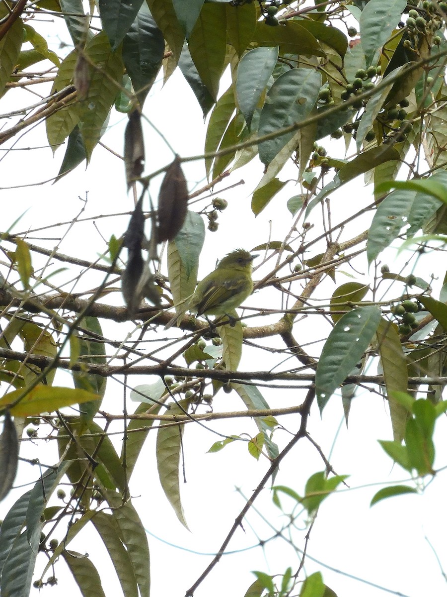 Olive-faced Flatbill - ML643245886