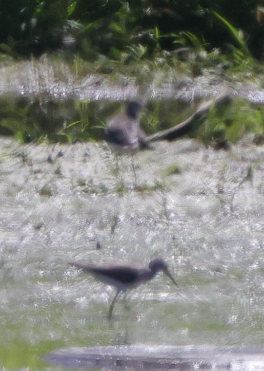 gulbeinsnipe - ML643245887