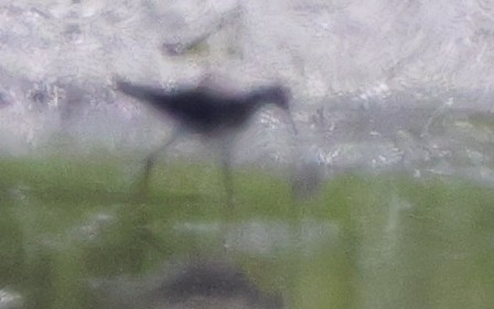 gulbeinsnipe - ML643245894