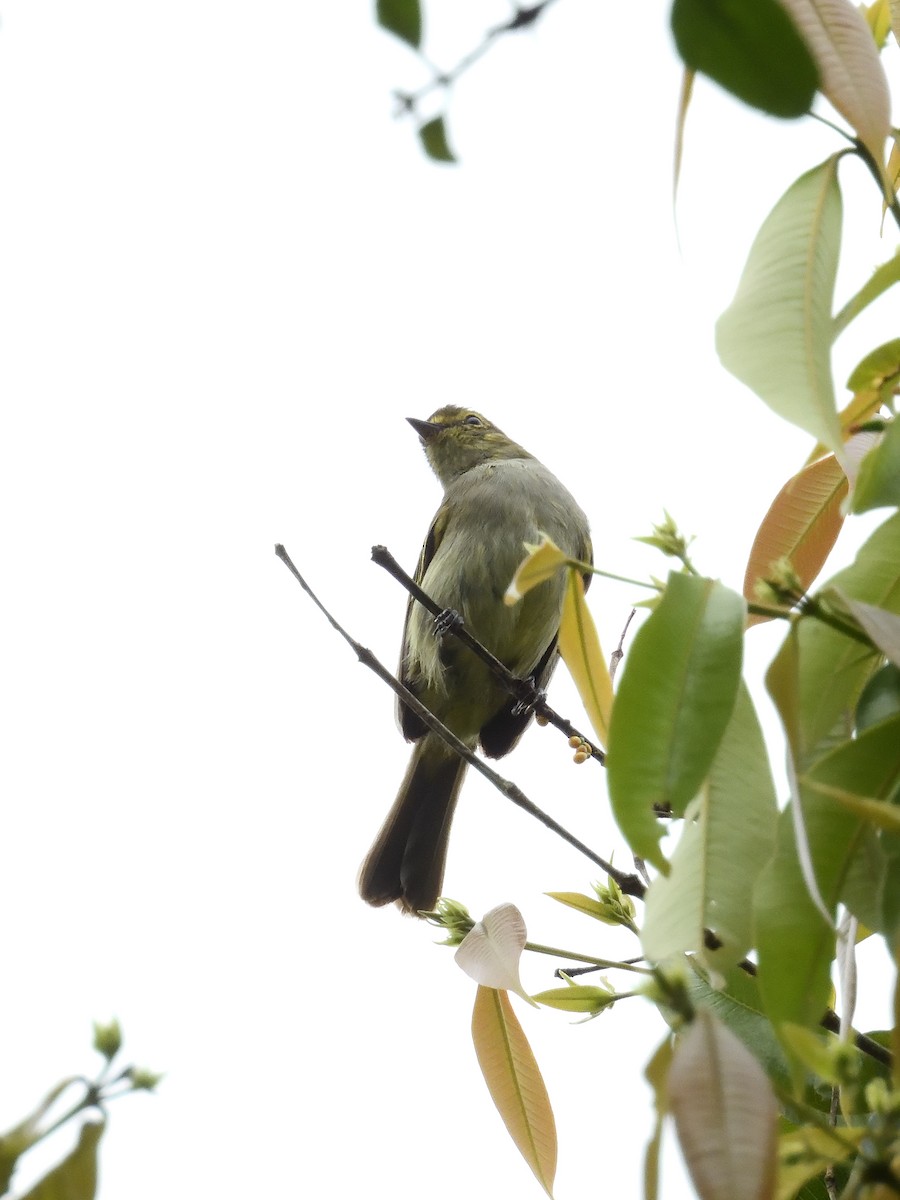 Tyranneau à face d'or - ML643245903