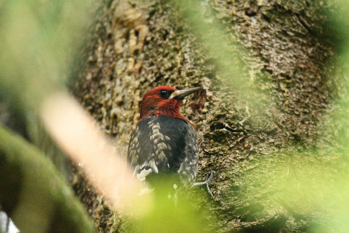 Red-breasted Sapsucker - ML643245939