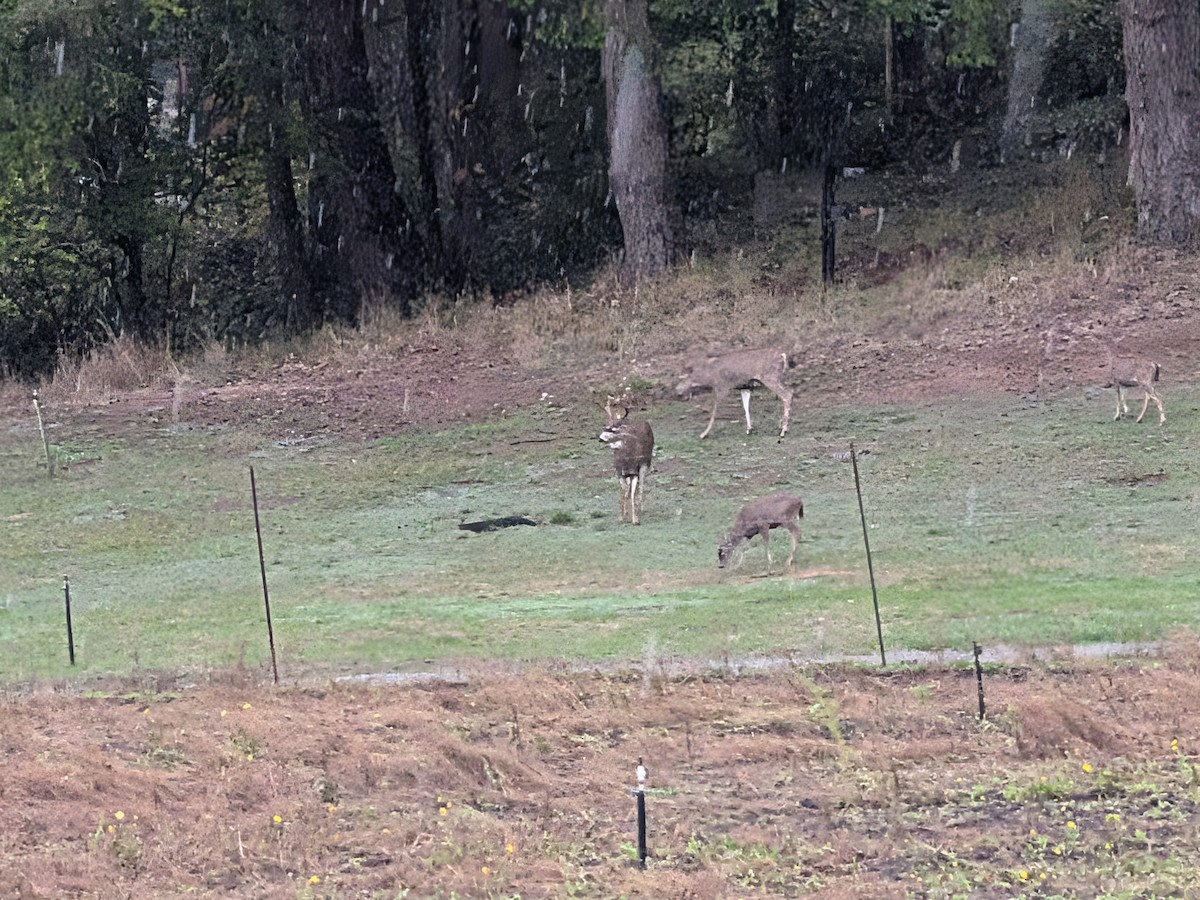 Animals - ML643245942