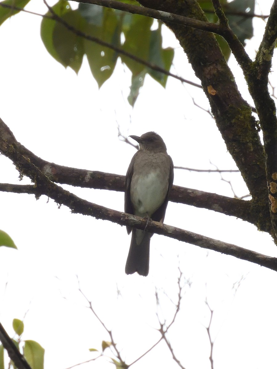 Black-billed Thrush - ML643245943