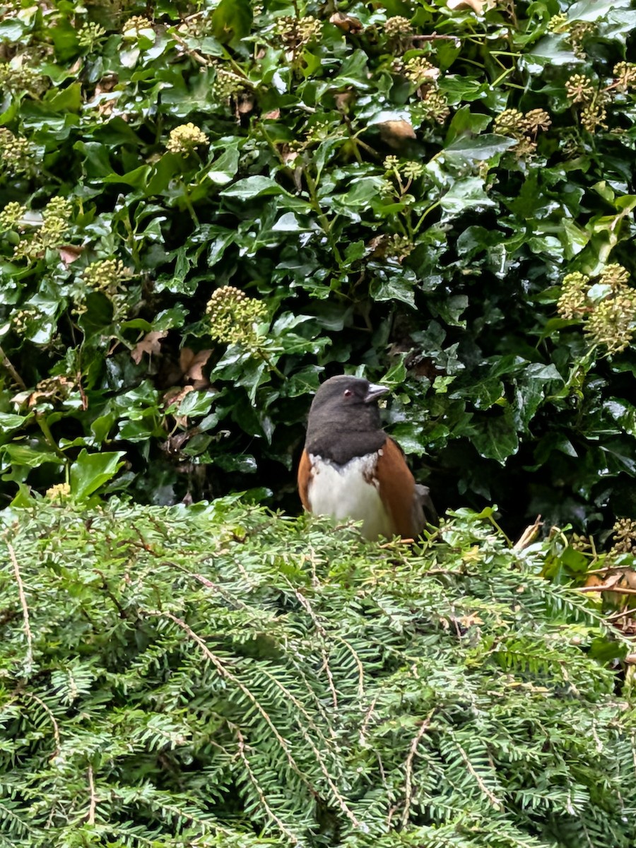Spotted Towhee - ML643245966