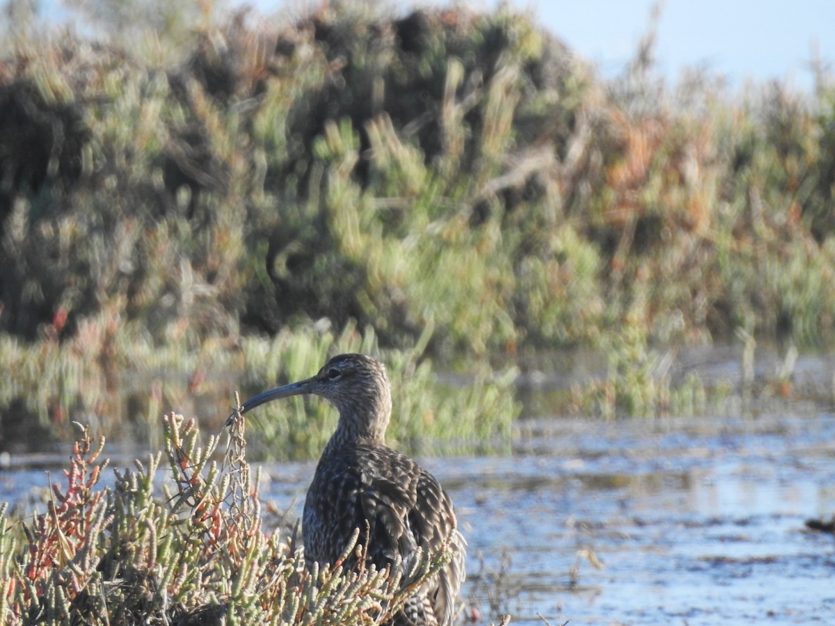 Whimbrel - ML643246024