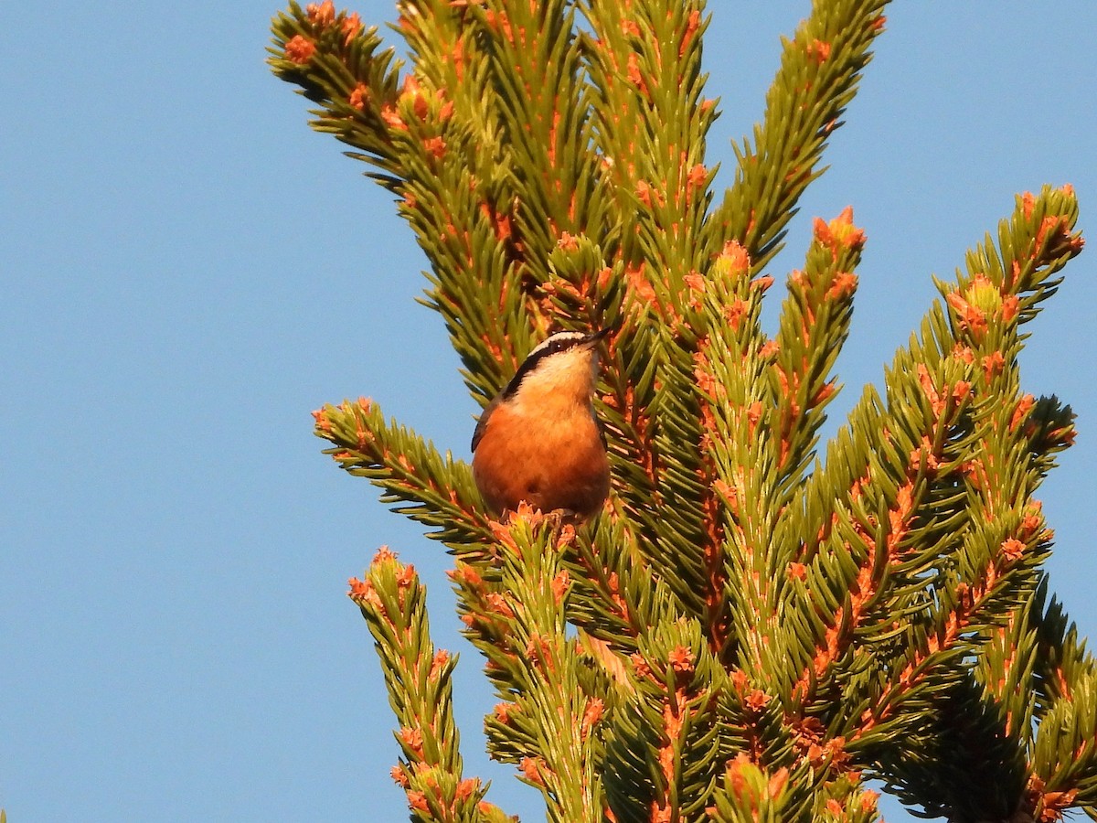 rustspettmeis - ML643246031