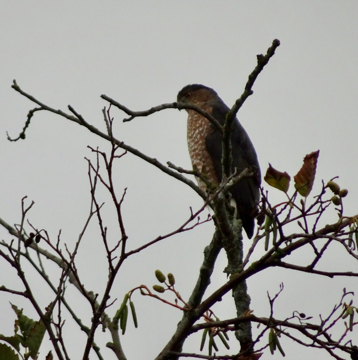 Cooper's Hawk - ML643246086