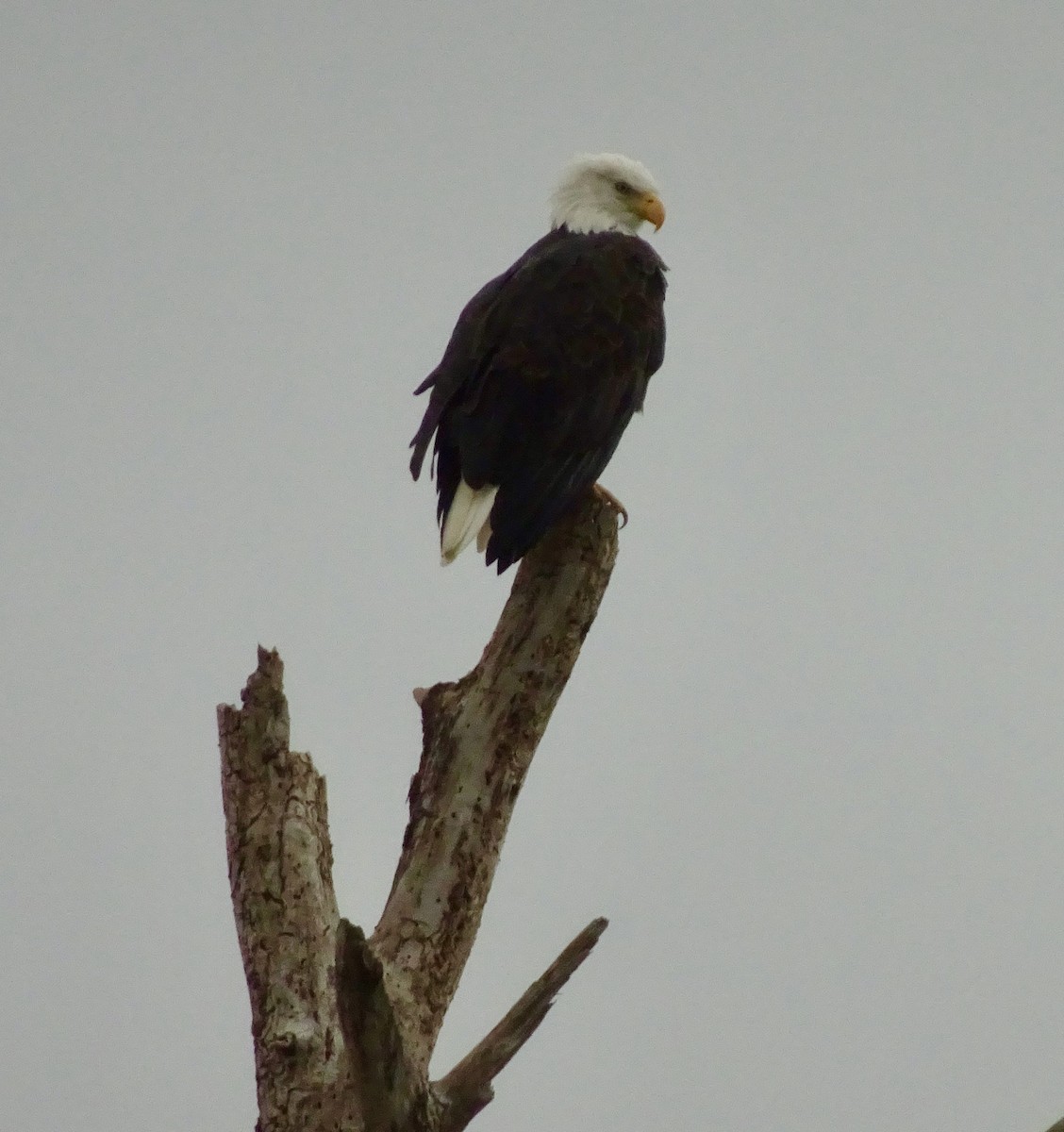 Bald Eagle - ML643246091