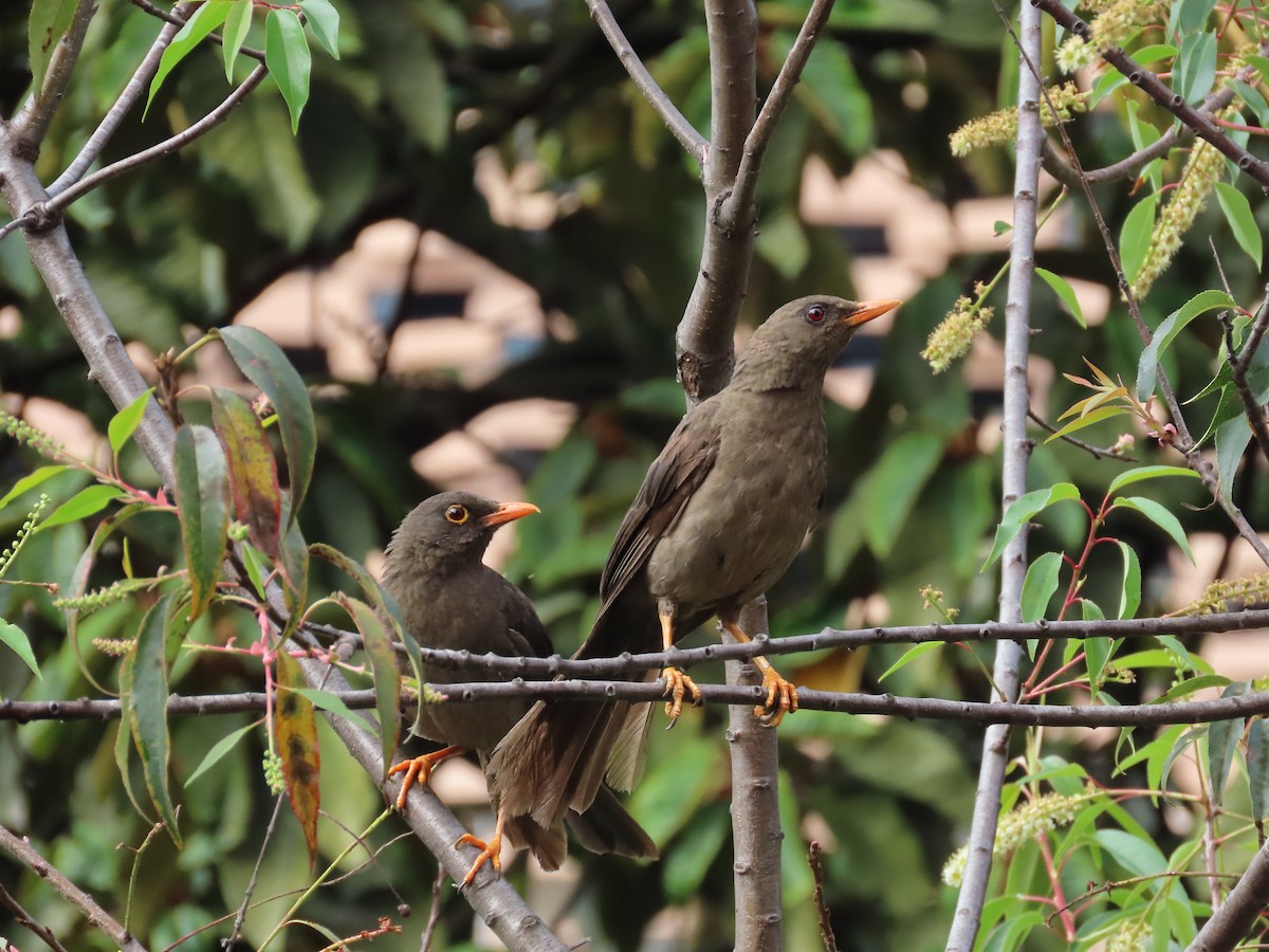 Great Thrush - ML643246116