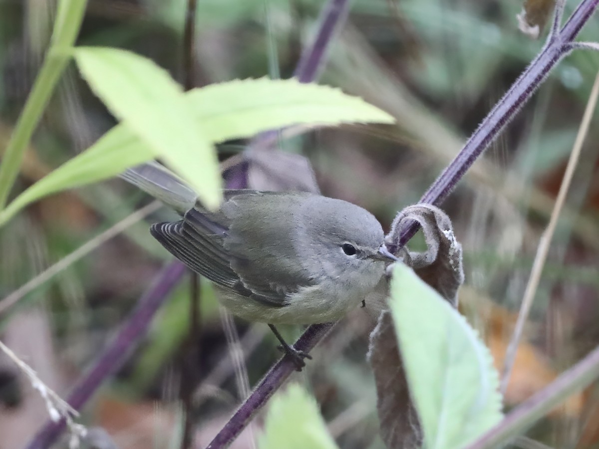 Orange-crowned Warbler - ML643246129