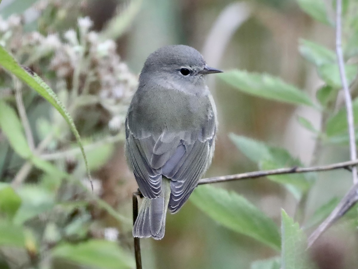 Orange-crowned Warbler - ML643246131