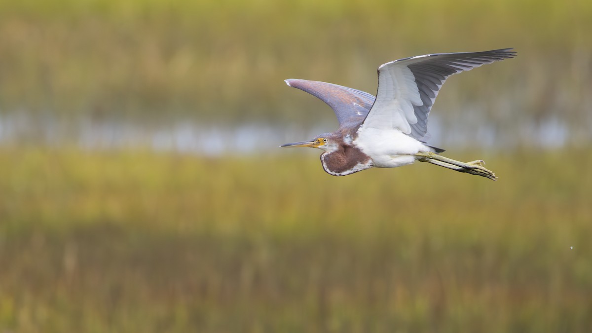 Tricolored Heron - ML643246132