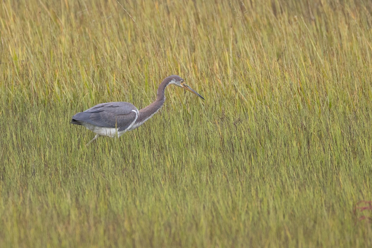 Tricolored Heron - ML643246135