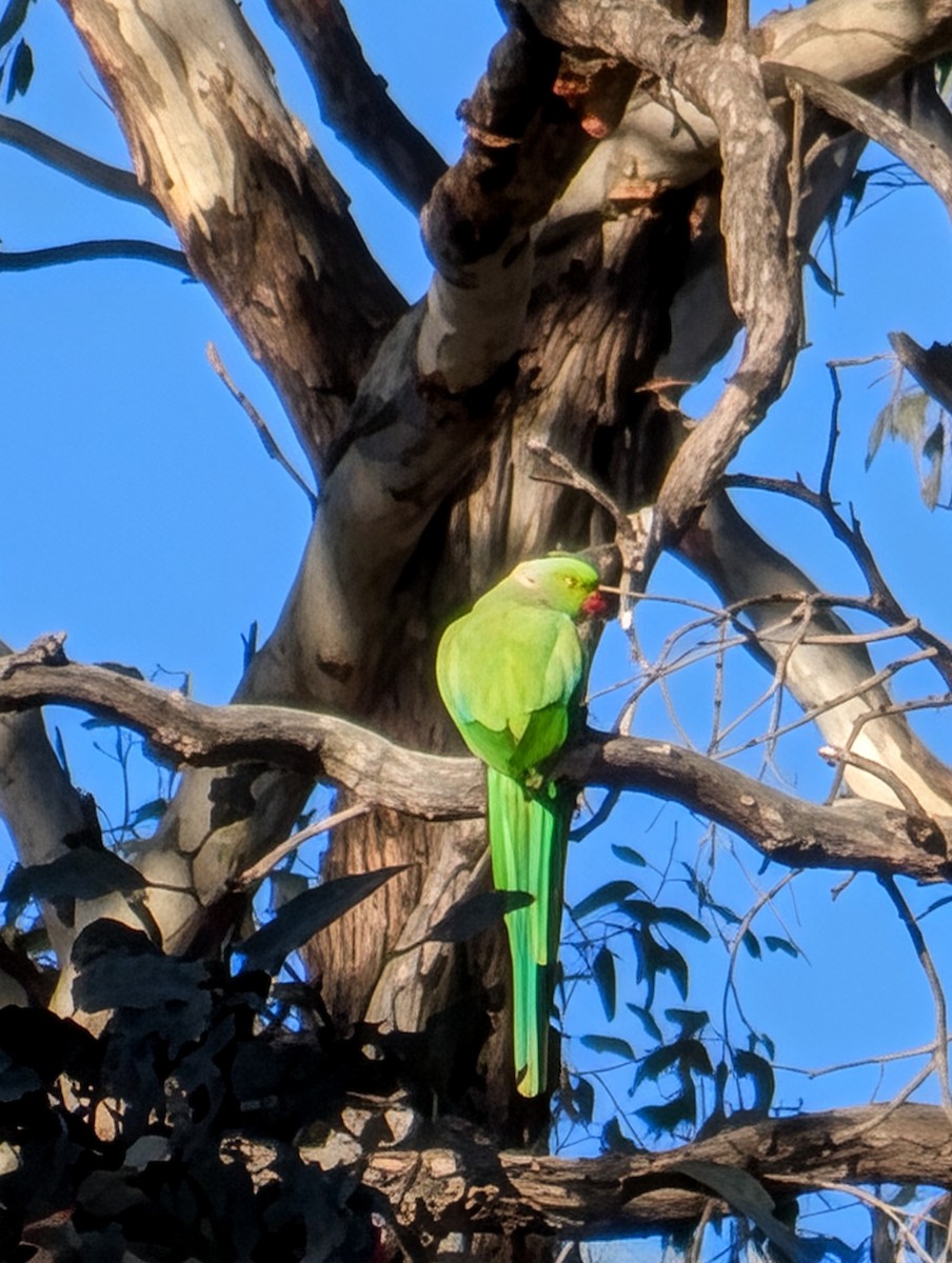 Rose-ringed Parakeet - ML643246136