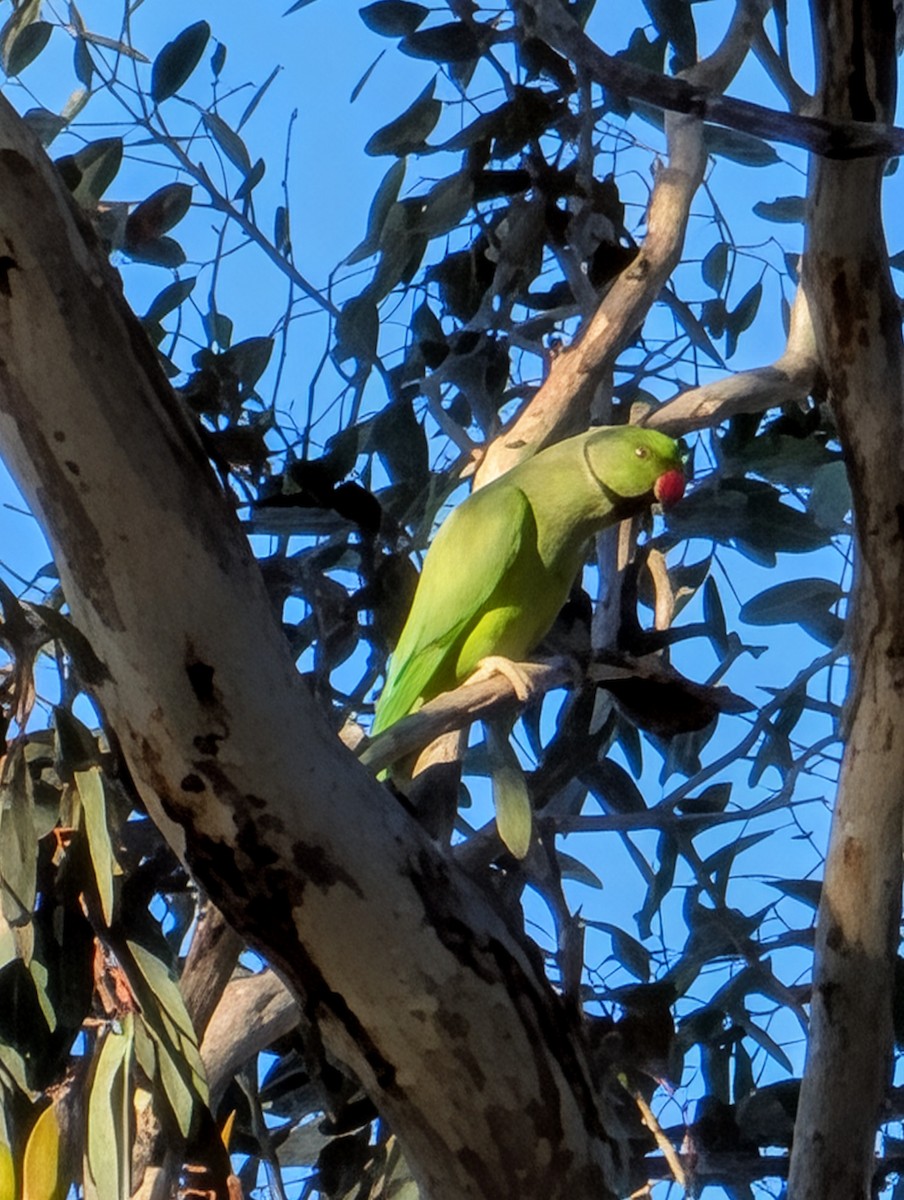 Rose-ringed Parakeet - ML643246137