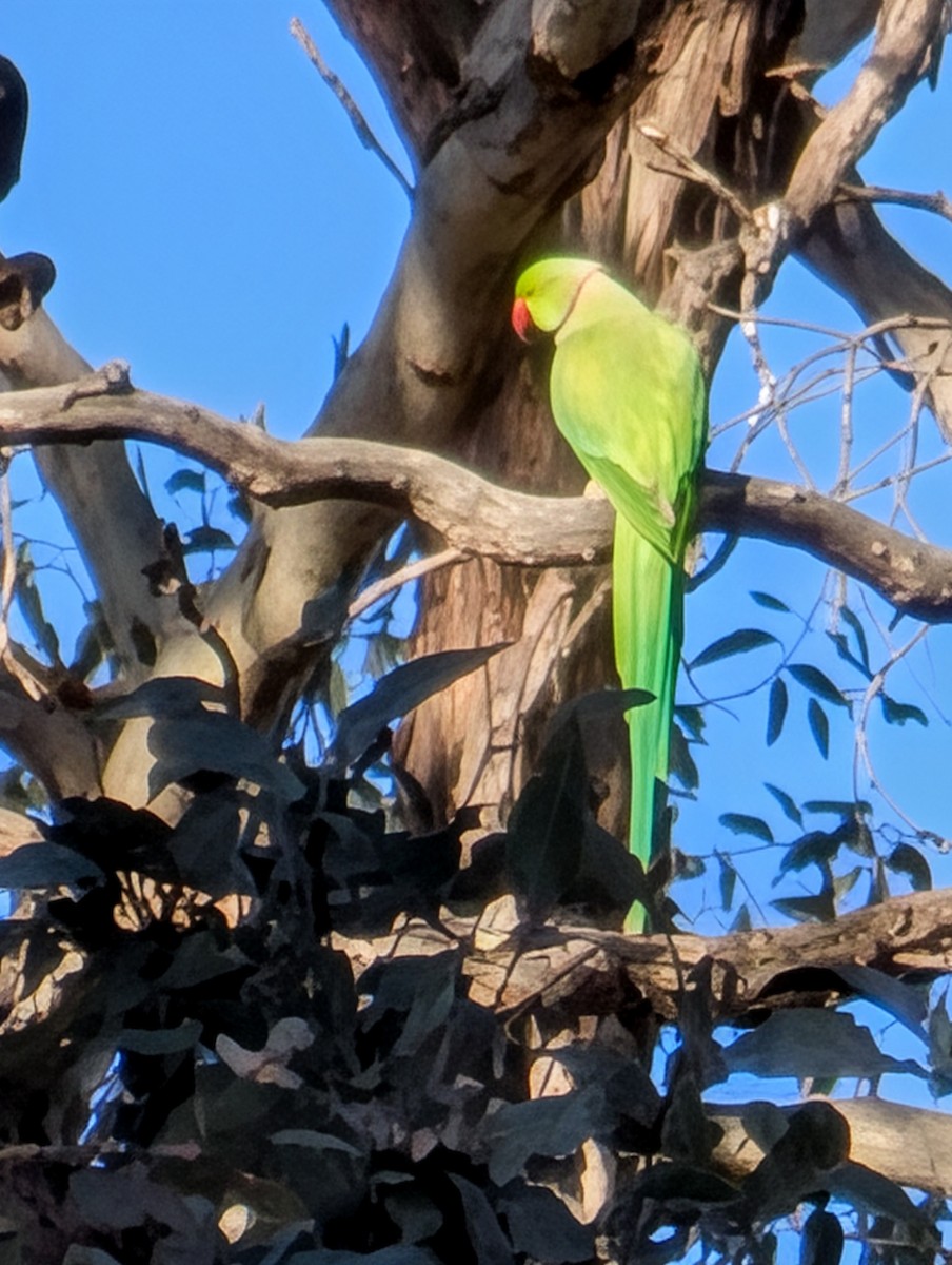 Rose-ringed Parakeet - ML643246138