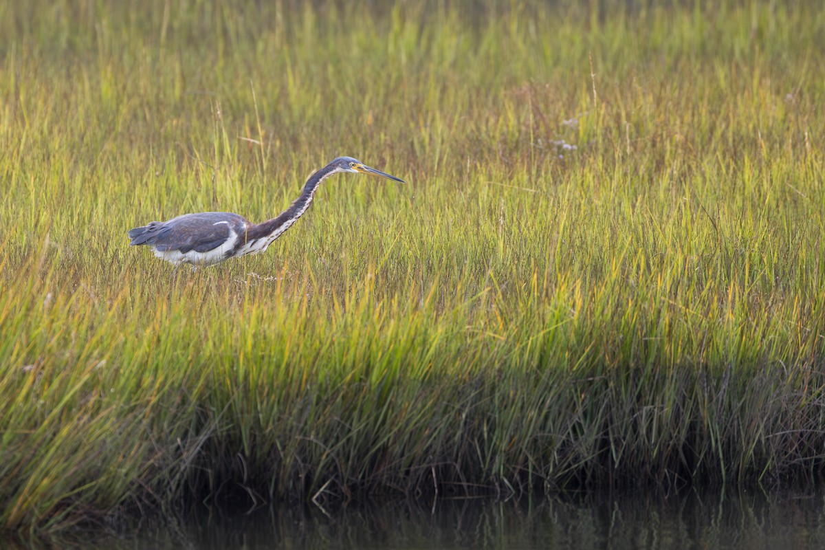 Tricolored Heron - ML643246141