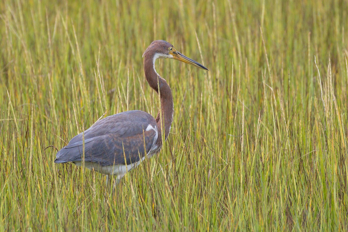 Tricolored Heron - ML643246142