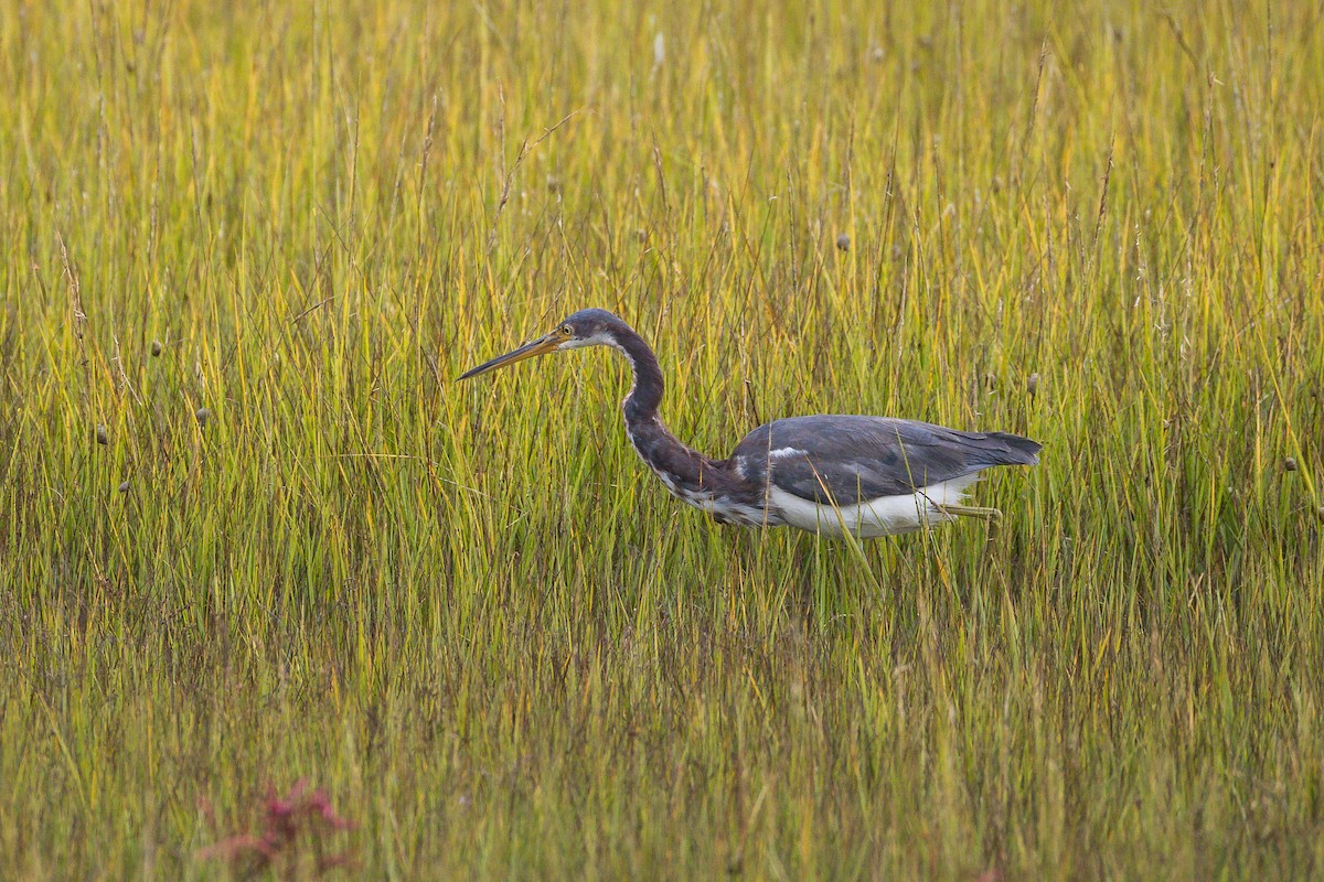 Tricolored Heron - ML643246143