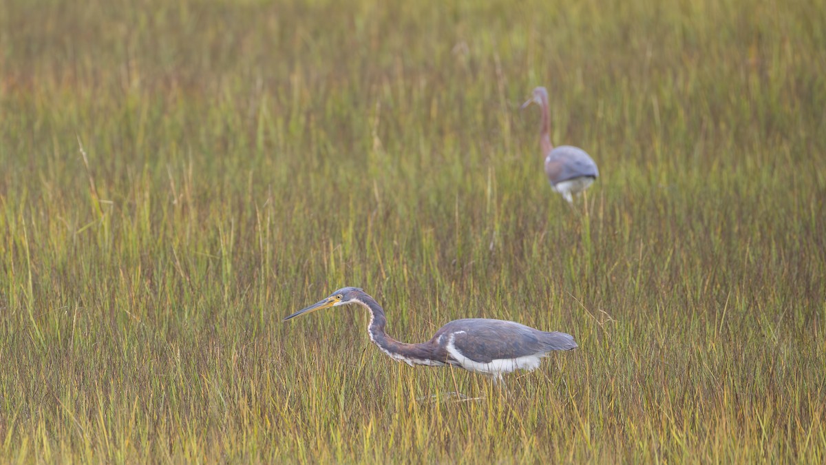Tricolored Heron - ML643246144