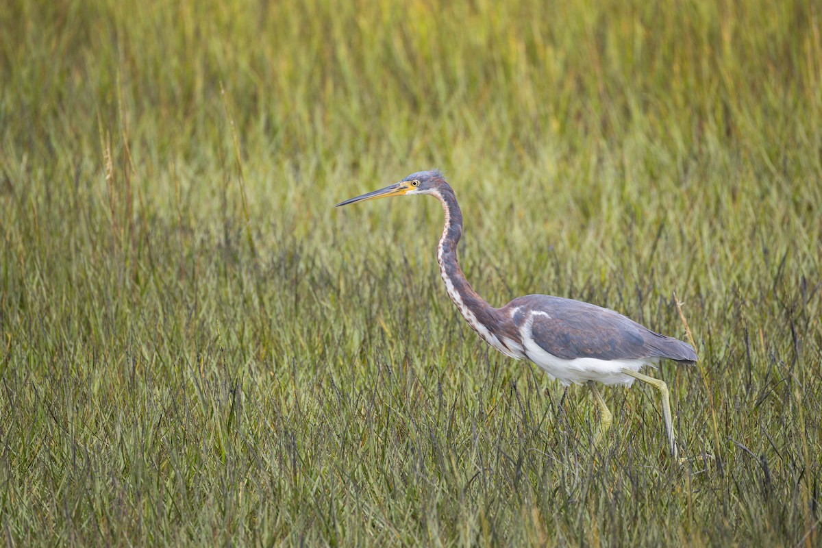 Tricolored Heron - ML643246148
