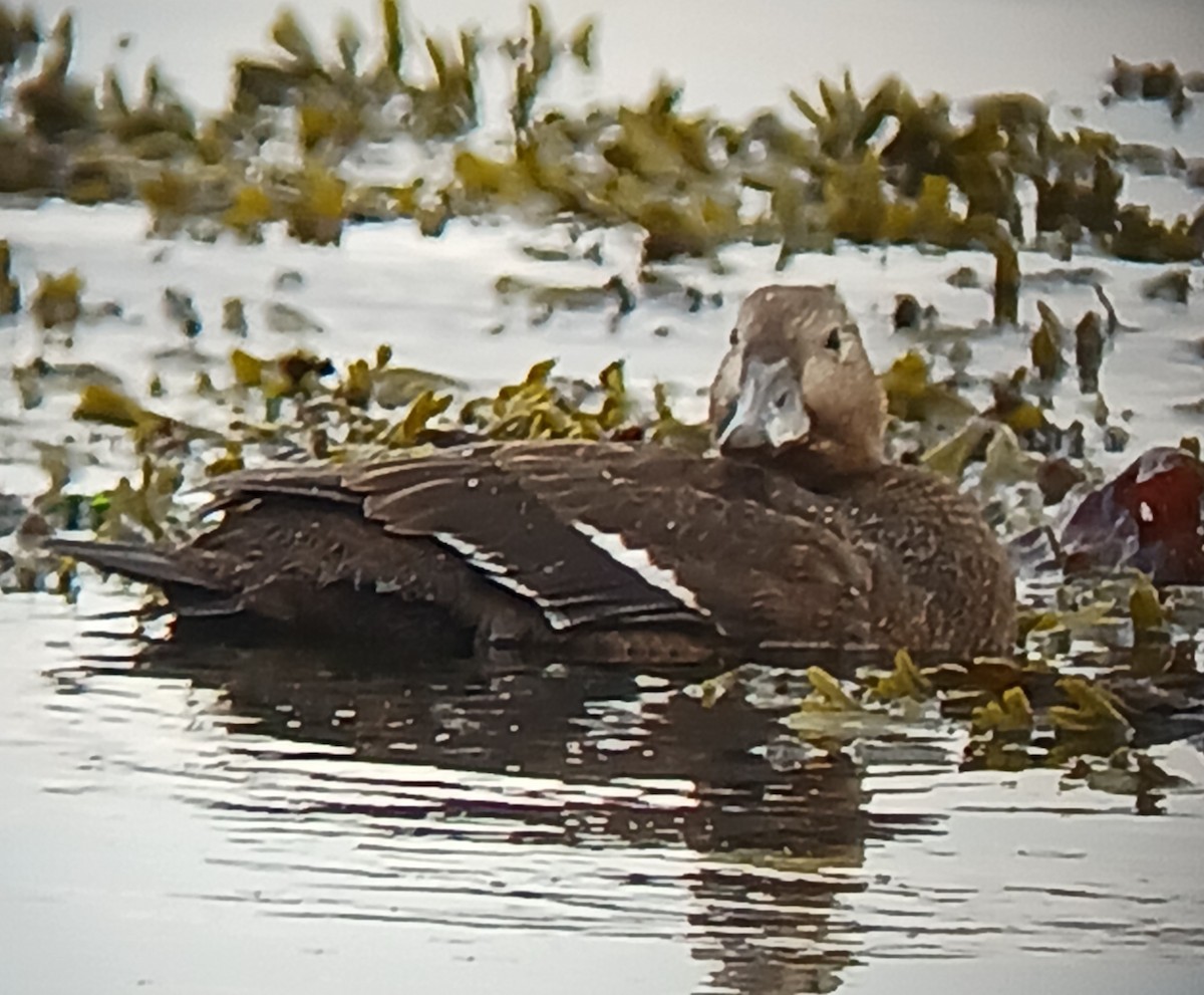 Steller's Eider - ML643246153