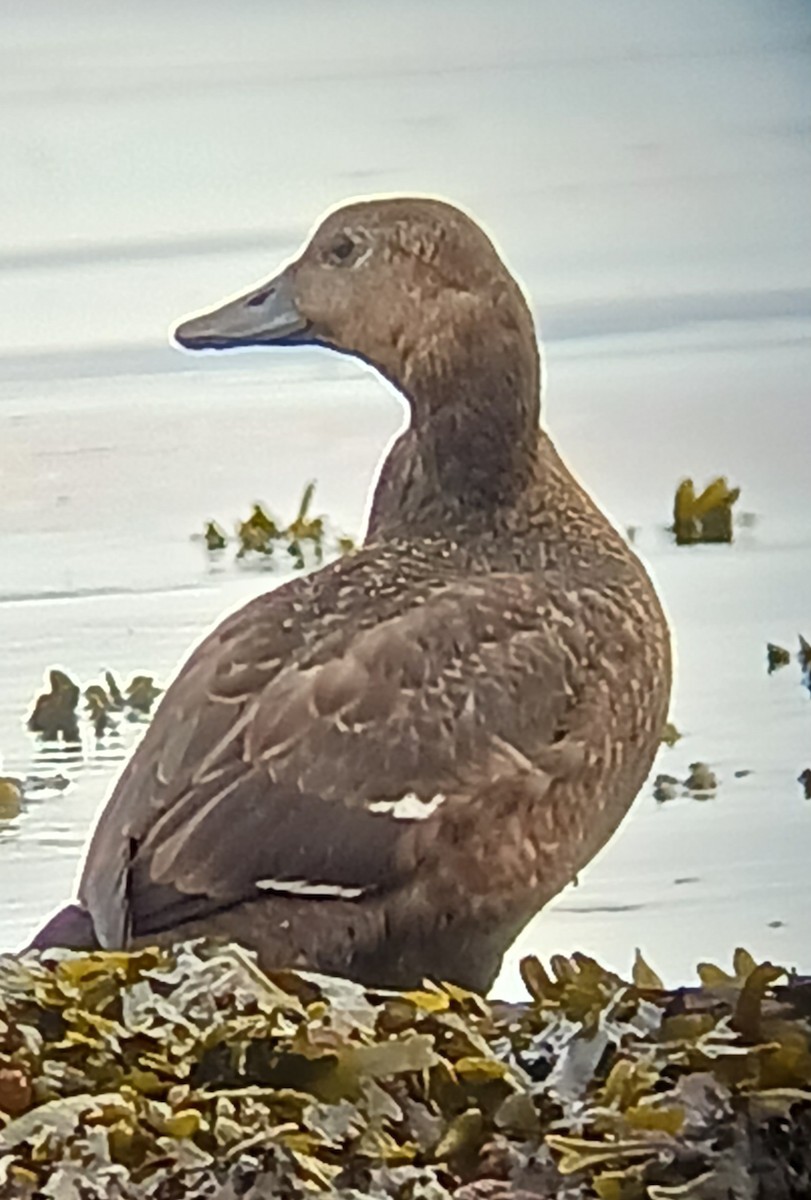 Steller's Eider - ML643246154