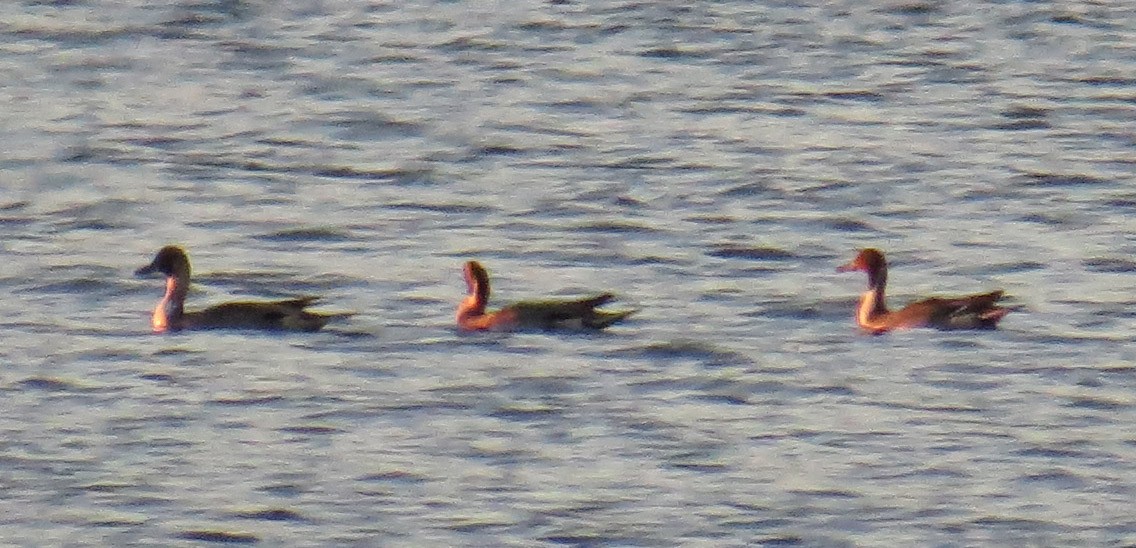 Шовтгор алаг нугас - ML643246190